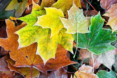 Maple leaves in the autumn morning in hoarfrostの写真素材