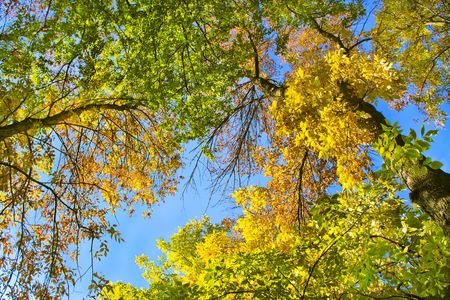 Autumn leaves against the blue skyの写真素材