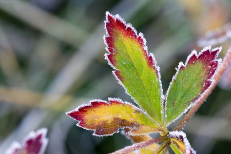 Multi-colored autumn sheet in hoarfrostの写真素材