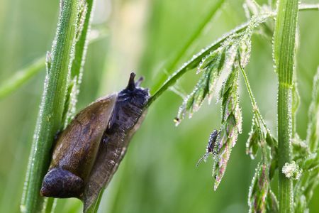 Snail with a bug on a grassの写真素材
