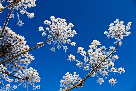 Plant in hoarfrost on a sky backgroundの写真素材