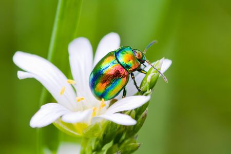 The multi-colored bug sits on a flowerの写真素材