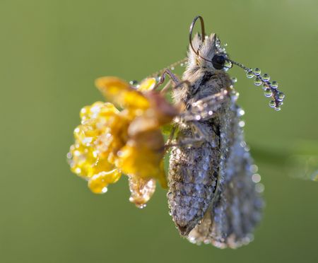 The butterfly in dew drops sits on a flowerの写真素材