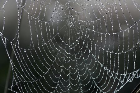 The abstract web in dewの写真素材