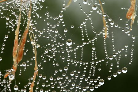 The abstract web in dewの写真素材