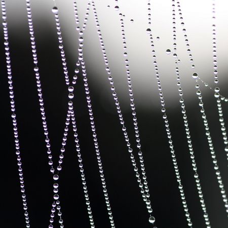 The abstract web in dewの写真素材