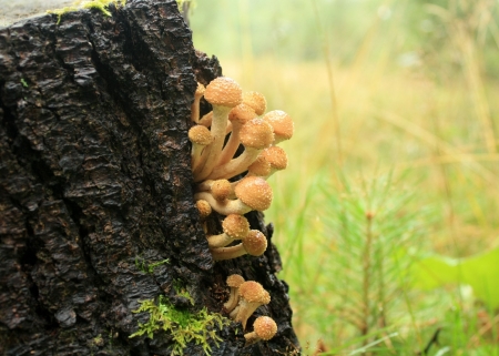 Mushrooms honey agarics grow in wood on a stubの写真素材