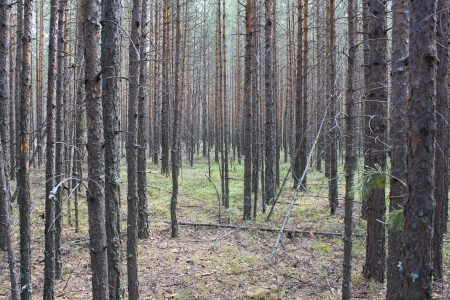 Trunks of pines in coniferous wood in the summerの写真素材