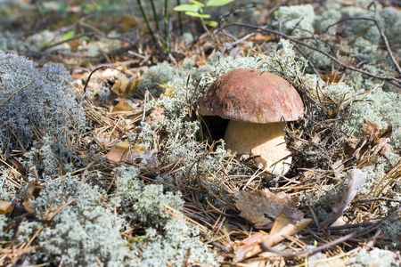 Cep grown in the autumn in woodの写真素材
