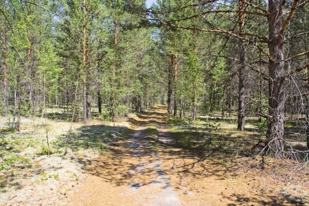 Coniferous wood in the autumn and roadの写真素材