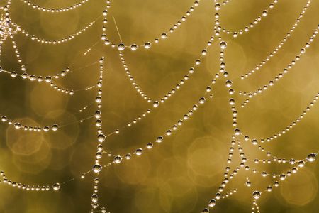 Web in dew and sun raysの写真素材