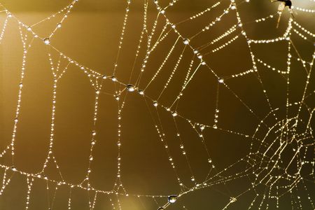 Web in dew and sun raysの写真素材