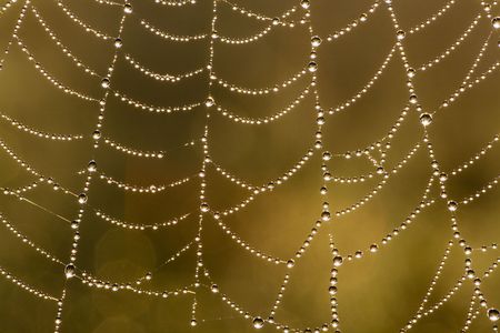 Web in dewの写真素材