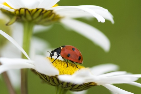 The ladybird creeps on a camomile flowerの写真素材