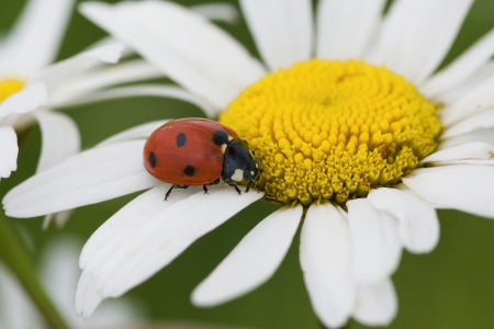 The ladybird creeps on a camomile flowerの写真素材