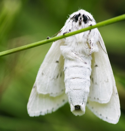 The white butterfly on a grassの写真素材