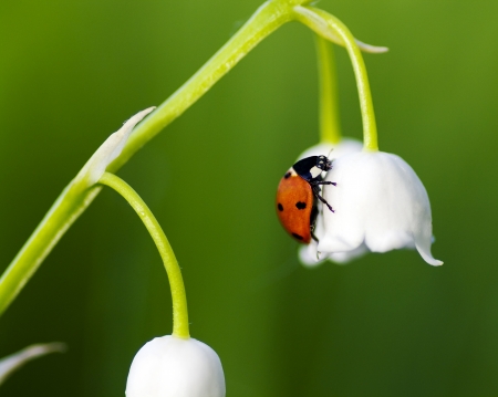 The ladybird creeps on a flower of a lily of the valleyの写真素材