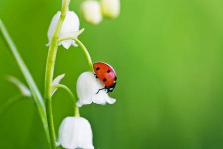 The ladybird creeps on a flower of a lily of the valleyの写真素材