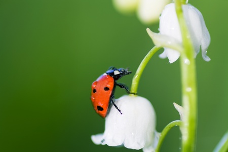 The ladybird creeps on a flower of a lily of the valleyの写真素材