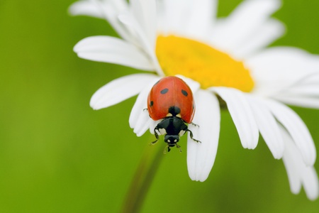 The ladybird creeps on a camomile flowerの写真素材