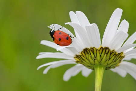The ladybird creeps on a camomile flowerの写真素材
