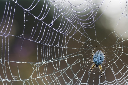 In the summer morning a spider on a webの写真素材