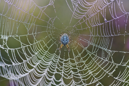 In the summer morning a spider on a webの写真素材