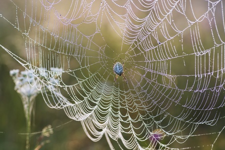 In the summer morning a spider on a webの写真素材
