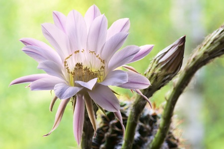 Pink flowers of a cactus close upの写真素材