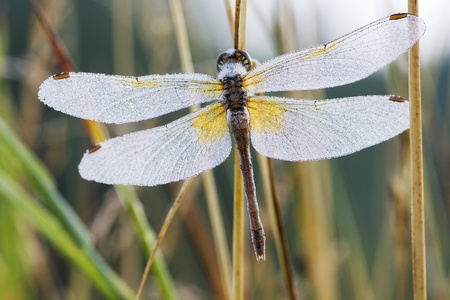 Dragonfly on a meadow in the morning in dew dropsの写真素材
