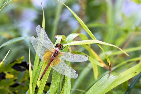 Dragonfly on a meadow in the morning in dew dropsの写真素材
