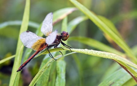 Dragonfly on a meadow in the morning in dew dropsの写真素材