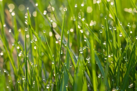 The green grass with dew drops shines in sun beamsの写真素材