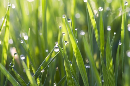 The green grass with dew drops shines in sun beamsの写真素材