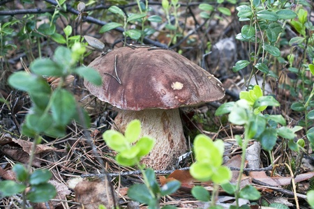 Cep growing in wood in the autumnの写真素材