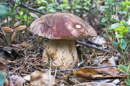 Cep growing in wood in the autumnの写真素材