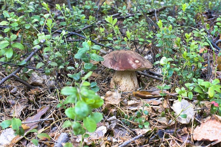 Cep growing in wood in the autumnの写真素材