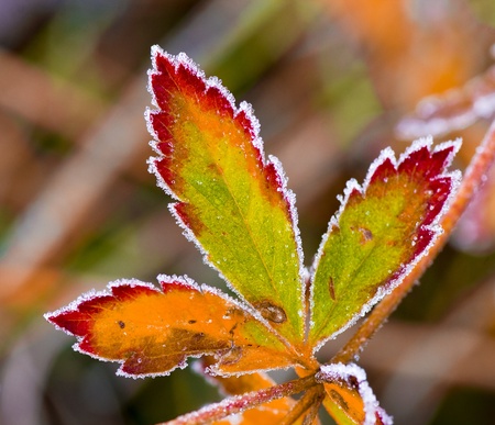 Multi-colored autumn sheet in hoarfrostの写真素材