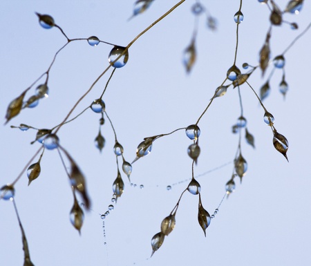 Dew on a grass against the skyの写真素材