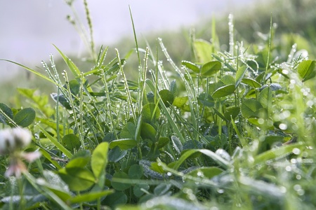 The green grass with dew drops shines in sun beamsの写真素材