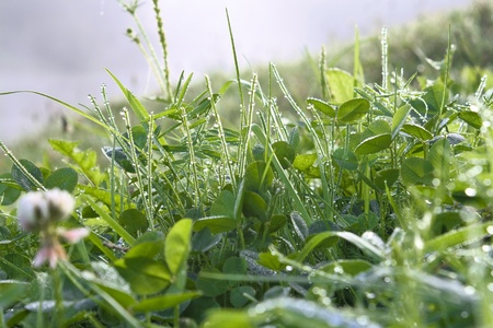 The green grass with dew drops shines in sun beamsの写真素材