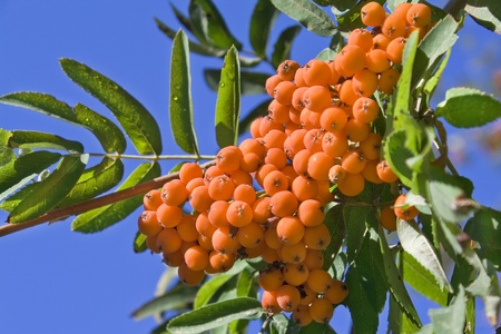 Berries of a mountain ash against the skyの写真素材
