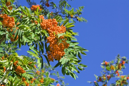 Berries of a mountain ash against the skyの写真素材