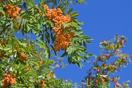 Berries of a mountain ash against the skyの写真素材