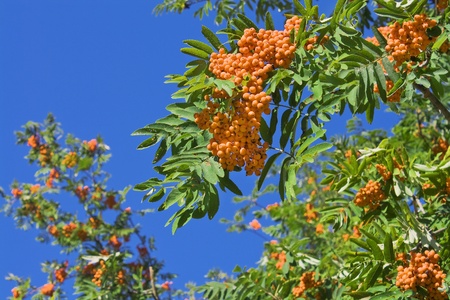 Berries of a mountain ash against the skyの写真素材