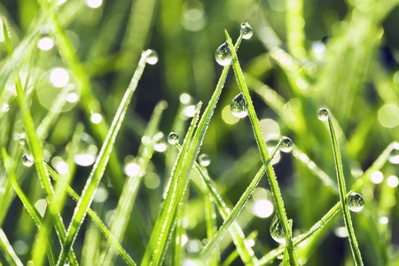 The green grass with dew drops shines in sun beamsの写真素材