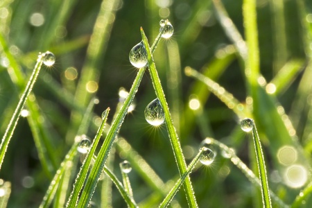 The green grass with dew drops shines in sun beamsの写真素材