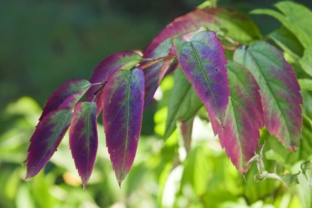 Autumn leaves on a branchの写真素材