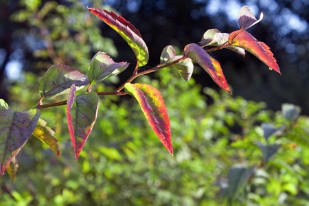 Autumn leaves on a branchの写真素材