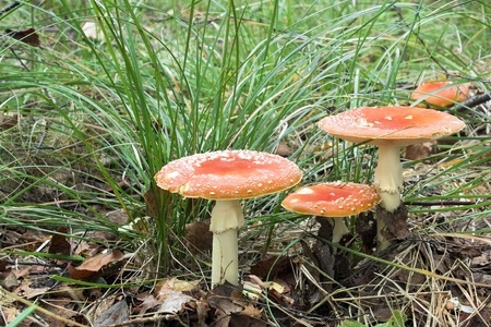 Fly agaricの写真素材